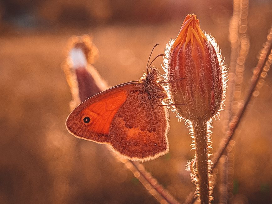 A close-up of an orange butterfly resting on a pinkish, fuzzy flower bud with a golden backlit background. The butterfly's wings are spread open, displaying intricate patterns and eye spots. The flowe