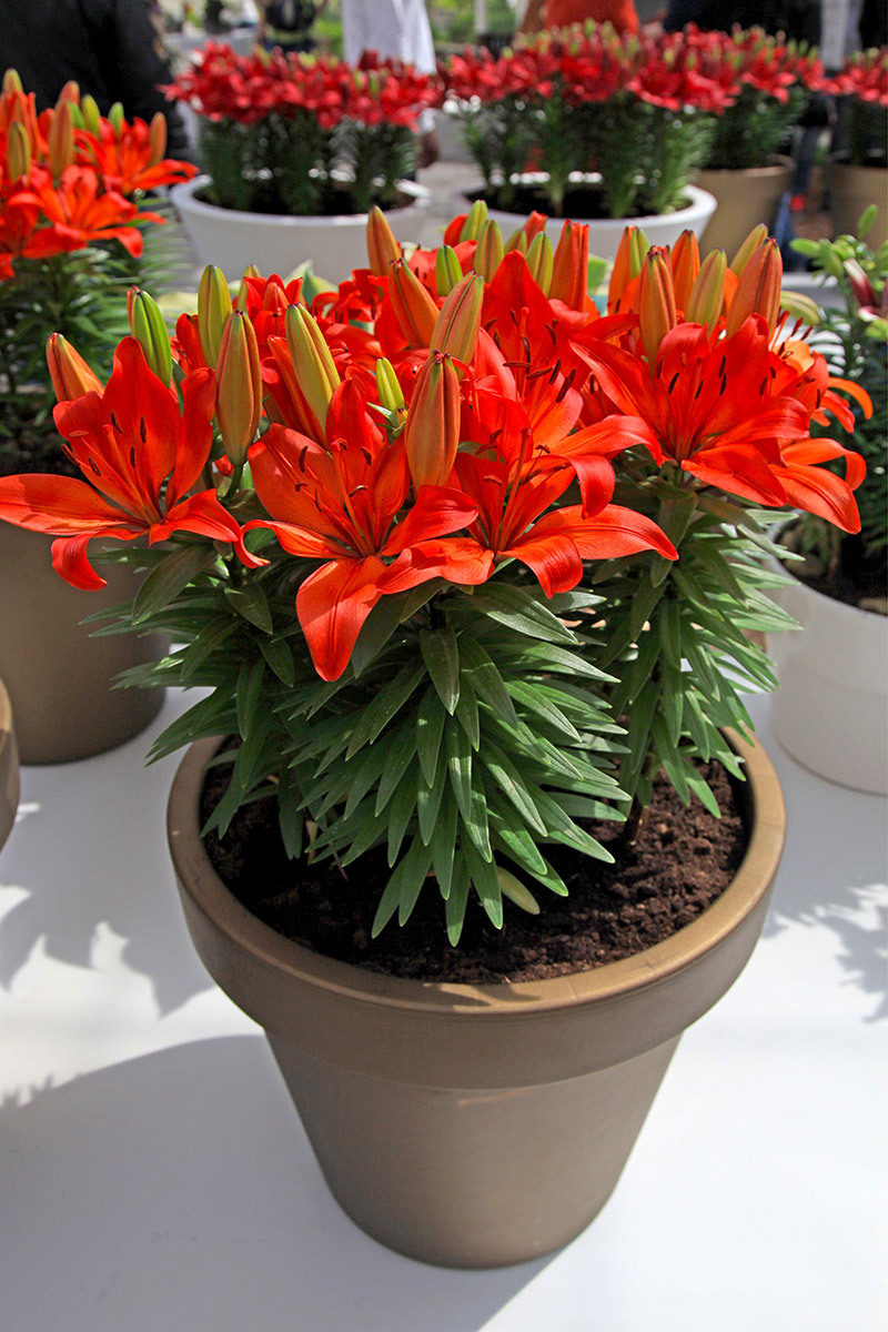 flowers flowers  / small flowers