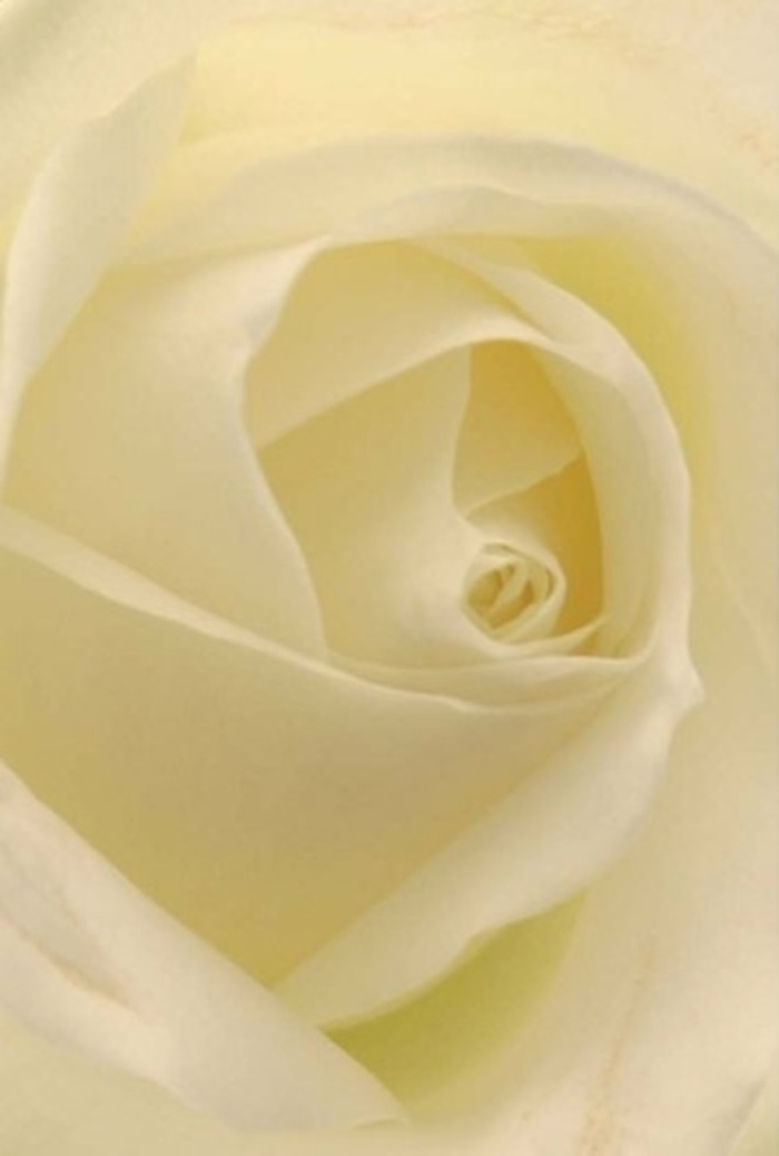 Viewed in close-up, this classic white rose stands as a symbol of peace and sophistication, its every petal expertly arranged by a seasoned Chadwell Heath florist. Gentle layers of creamy white swirl elegantly toward a flawless spiral center, each petal softly aglow as if lit from within by the natural daylight often streaming into local homes. The interplay between brilliant white and mellow cream conjures an atmosphere of understated luxury, echoing the gentle pace of life across Chadwell Heath's historic avenues. Here, the rose's serenity is a fitting tribute for milestones great and small-from heartfelt apologies and new beginnings to the centrepiece of a graceful celebration. Subtle nuances in colour and light emphasize the flower's purity and resilience, while a clean, delicate fragrance hovers in the imagination. Carefully hand-prepared for delivery across Chadwell Heath, this beautiful rose speaks to the skilled touch and heartfelt intention that define a truly memorable floral gift.